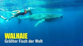 WALHAIE IN MEXIKO  Schnorcheln mit dem quotgrößten Fisch der Weltquot [upl. by Anhsirk]