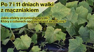 Mączniak po 7 i 11 dniach od oprysków Rożne preparaty Efekty Czosnek i soda Lugola Carbio duo [upl. by Ennayhs697]