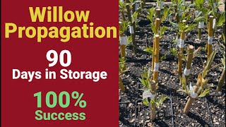 Willow Propagation Success Rates After 90 Days in Cold Storage [upl. by Anedal]