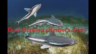 IKAN REMORA REMORA FISH [upl. by Nations]