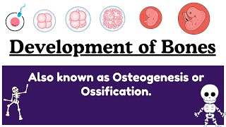 Development of Bones Ossification of Embryo  Intramembranous and Intracartilaginous  Embryology [upl. by Constant210]