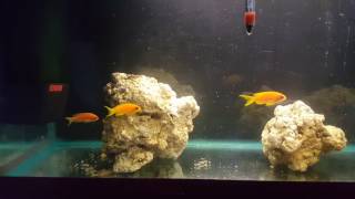 Lyretail anthias in qt [upl. by Adnihc]