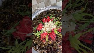 சட்டியில் இருந்தா தான் அகப்பையில் வரும்🤗✌️wwwedengardenandkitchencomnaturehealthylivingshorts [upl. by Allyn]