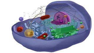 La structure de la cellule [upl. by Ynnel155]