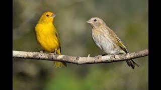 CANTO DE FÊMEA PARA ESQUENTAR CANÁRIO DA TERRA FÊMEA CHAMANDO E MACHO CANTANDO [upl. by Calv526]