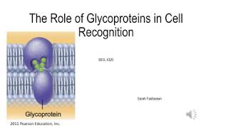 Glycoproteins and Cell Recognition [upl. by Haiel376]