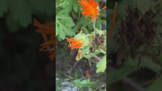 Oddball calendula flowers calendula medicinalplants edibleflowers funnyfails herbgarden flower [upl. by Aettam]