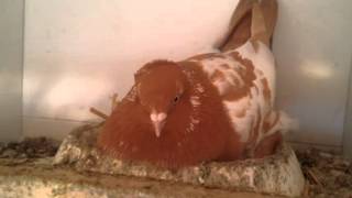 Tippler pigeons 2016 breeding [upl. by Langer]