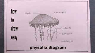 how to draw Physalia diagramPhysalia drawing [upl. by Enelcaj577]