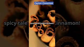 Ceylon Cinnamon from Farm to Table  Farm Modernization  True Cinnamon viral shorts facts [upl. by Harald]