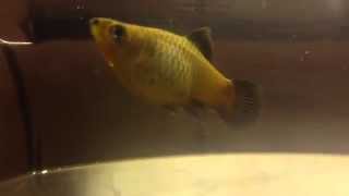 Platy gives birth then eats babytwice [upl. by Carbone]