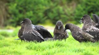 Brown Skua  Gough Island [upl. by Aremihc120]