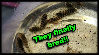 IT FINALLY HAPPENED My Clown Plecos bred [upl. by Barbaraanne]