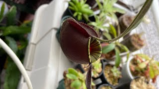 Nepenthes ampullaria black miracle ネペンテスアンプラリア [upl. by Oiramaj]