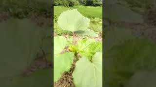 how to grow okra [upl. by Ear]