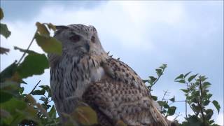 VLOG  Quand les Grands oiseaux passent à 2 cm de nous  Volerie des aigles 🦃 [upl. by Alaehs411]