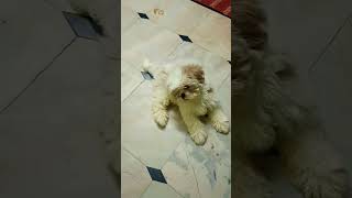 nanna kukka pilla ochindi song cute expression 🐶🥰 💕 [upl. by Airotkciv]