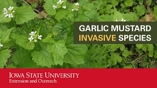 Garlic Mustard Invasive Species [upl. by Siraval84]