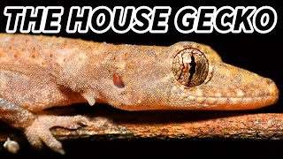 House Gecko Facts the GECKO Near Your HOUSE 🦎 Animal Fact Files [upl. by Maryrose]