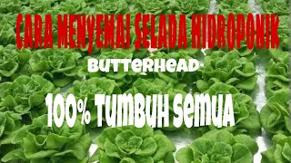 cara menyemai benih selada butterhead hidroponik 100 tumbuh semua [upl. by Maddock958]