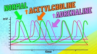 How Adrenaline and Acetylcholine Affect Heart Rate [upl. by Cony420]