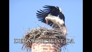 Der Storch ist da  faszinierender Vogel [upl. by Johns]