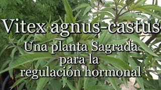 Vitex agnuscastus Una planta Sagrada para la regulación hormonal [upl. by Kile279]