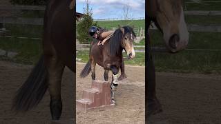 Bis jetzt eine gute Entscheidung🥹 IG leajellworkingequitation lusitano hengst training [upl. by Reteid]