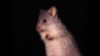 Rufous Bettong [upl. by Jaqitsch]