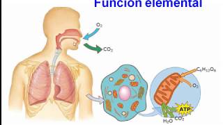 Histología del Sistema respiratorio [upl. by Anavlys400]