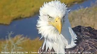 Barnegat Light Osprey Cam  Bald Eagle pair visit the nest  October 9 2024 [upl. by Avahc]