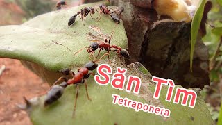 Hành trình săn tìm Tetraponera ANT  Thợ Kiến Tuấn Lũa Lạng Sơn [upl. by Billie720]