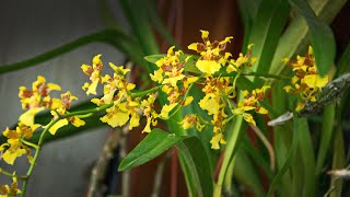 Kandyan Dancer Orchid Species Oncidium sphacelatum [upl. by Myna857]