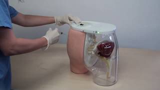 Buttocks Dorsogluteal Intramuscular Injection Simulator [upl. by Oinegue]