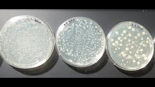 BACTERIAL DILUTION SERIES [upl. by Frey]