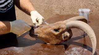 AOUDAD EWE SKULL CLEANING [upl. by Alesandrini]