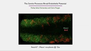 The Molecular Cues That Regulate Hematopoietic Stem Cell Specification Four Roles of the Somite [upl. by Peggy159]