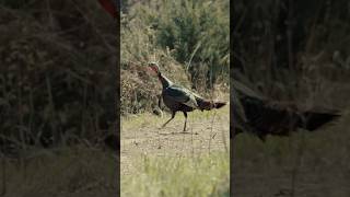 Pushing the safety off on a Kansas longbeard turkeyhunting longbeard turkeyseason [upl. by Ainniz126]