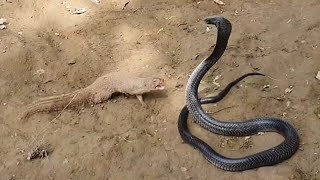 See how Mongoose defeat the huge Black Cobra [upl. by Kaylee]