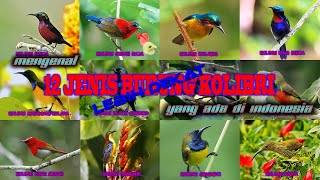 Mengenal LEBIH DEKAT 12 jenis BURUNG KOLIBRI yang ada di indonesia [upl. by Barny]