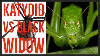 Katydid vs Black Widow [upl. by Latsirk]