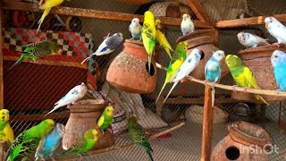 Budgies birds sounds  Beautiful Australian parrot talking  Beautiful birds singing voice [upl. by Prue]