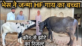 भेसं ने जन्मा HF गाय का बच्चा👍जानिए किस झोटे का रिज़ल्ट🥇 bufalo HF calf [upl. by Milson610]