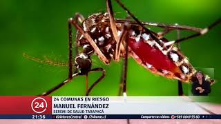 24 comunas del norte del país en riesgo por mosquito del Dengue  24 Horas TVN Chile [upl. by Aicatsue]