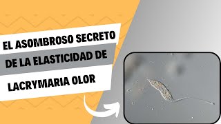 El asombroso secreto de la elasticidad de Lacrymaria olor [upl. by Eiramacissej853]