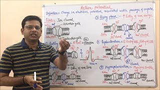 Action Potential  Depolarization  Repolarization  Hyperpolarization  Action Potential Graph [upl. by Donelle]