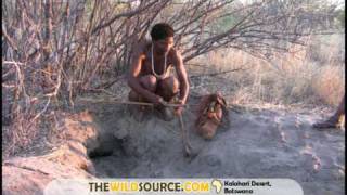 Kalahari Bushmen Warthog Hunting [upl. by Enilrahc]