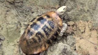 Elongated tortoise [upl. by Katherine]