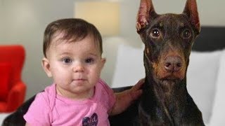 Doberman Protects Baby Compilation NEW [upl. by Naujak]