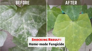 Best Homemade PesticideFungicide for Plants with SHAMPOO [upl. by Ottie]